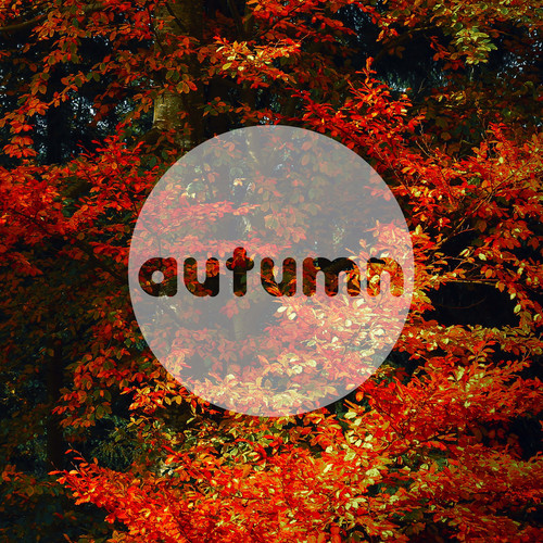 Autumn Leaves 吉他谱